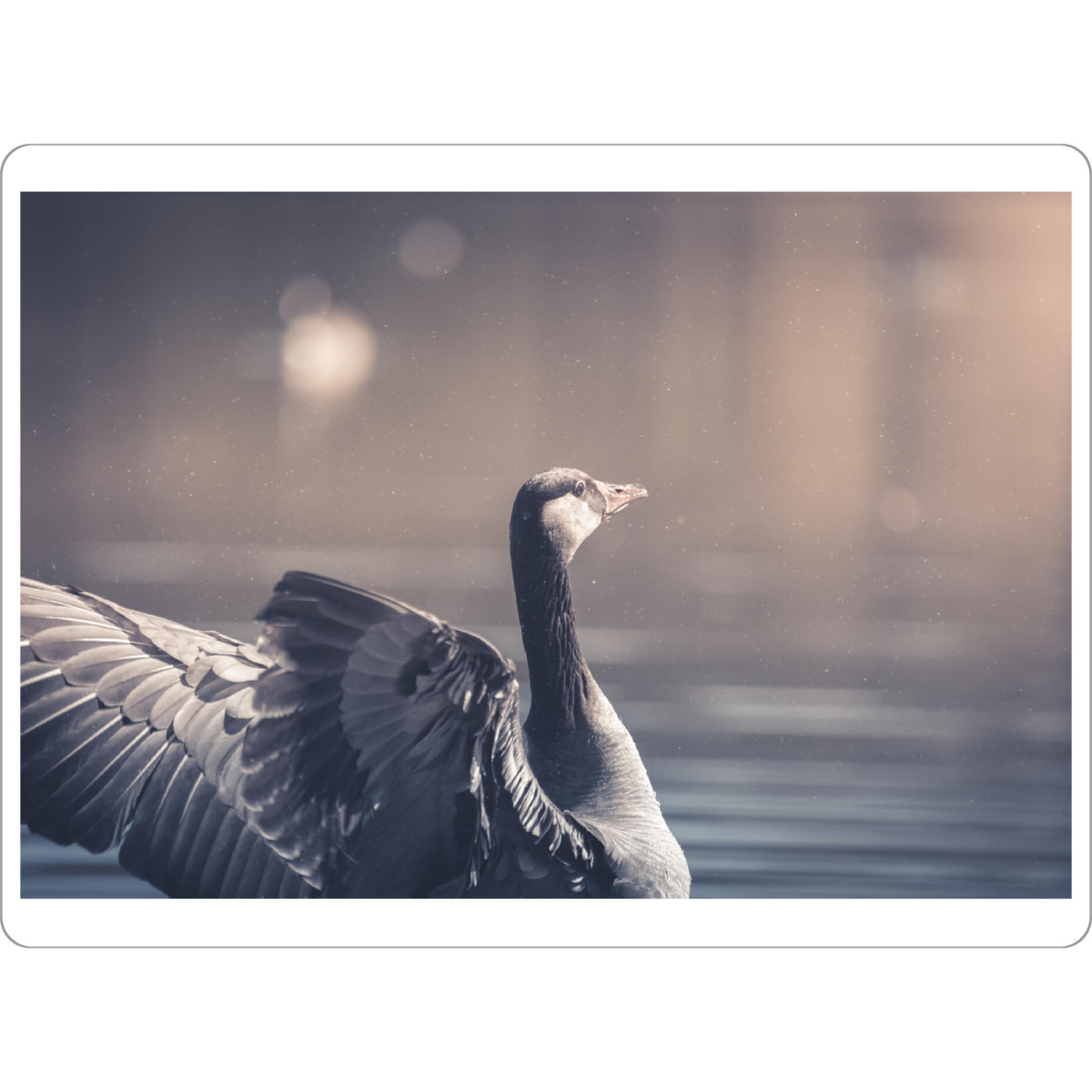 Tischset "Gans in Aktion" artboxONE - Natur,Tiere