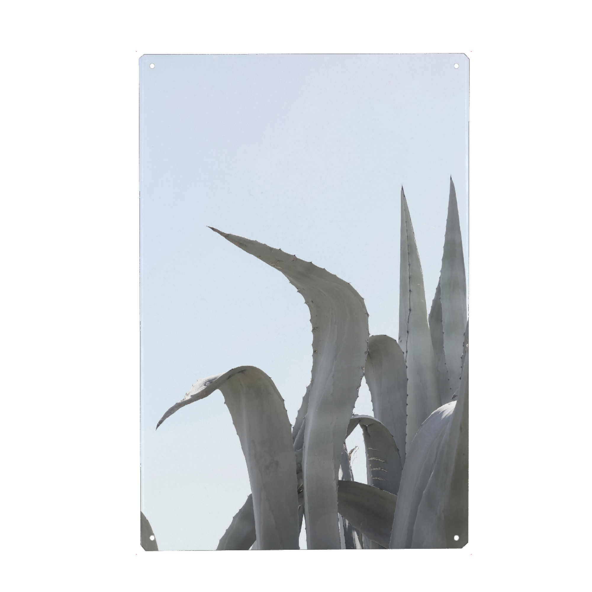 Metall Poster "Charming Agave" artboxONE - Natur,Floral - Agave,Agave plant,Agave decor,Abstract,Sky,Pflanze,Plant,Green,Grün,Botanical,Natur,Nature