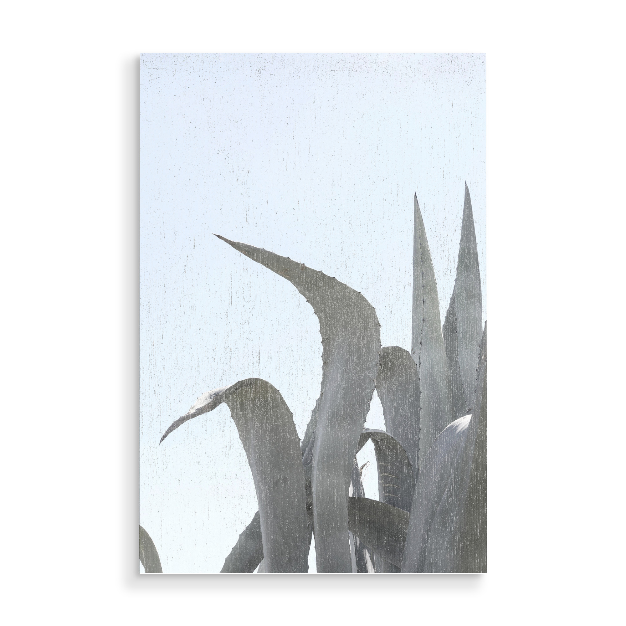 Holzbild "Charming Agave" artboxONE - Natur,Floral - Agave,Agave plant,Agave decor,Abstract,Sky,Pflanze,Plant,Green,Grün,Botanical,Natur,Nature