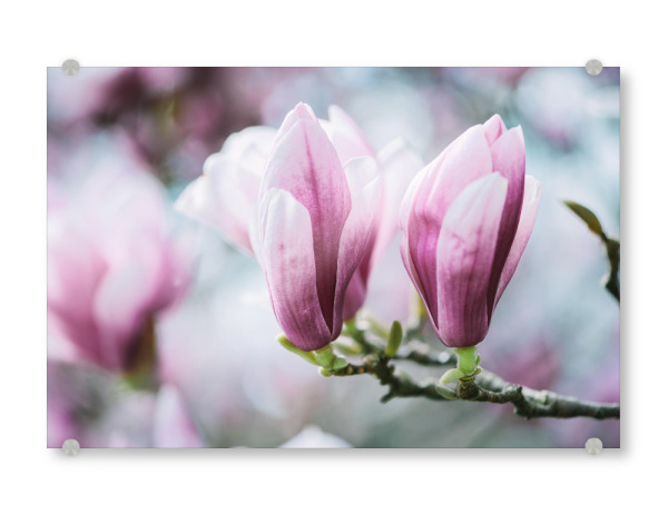 Acrylglasbild "Closeup of blossoming magnolia" artboxONE - Natur,Floral