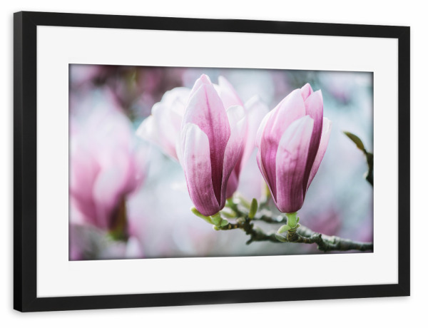 Poster mit Rahmen schwarz "Closeup of blossoming magnolia" artboxONE - Natur,Floral