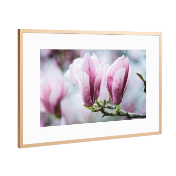 Poster mit Rahmen Kupfer "Closeup of blossoming magnolia" artboxONE - Natur,Floral