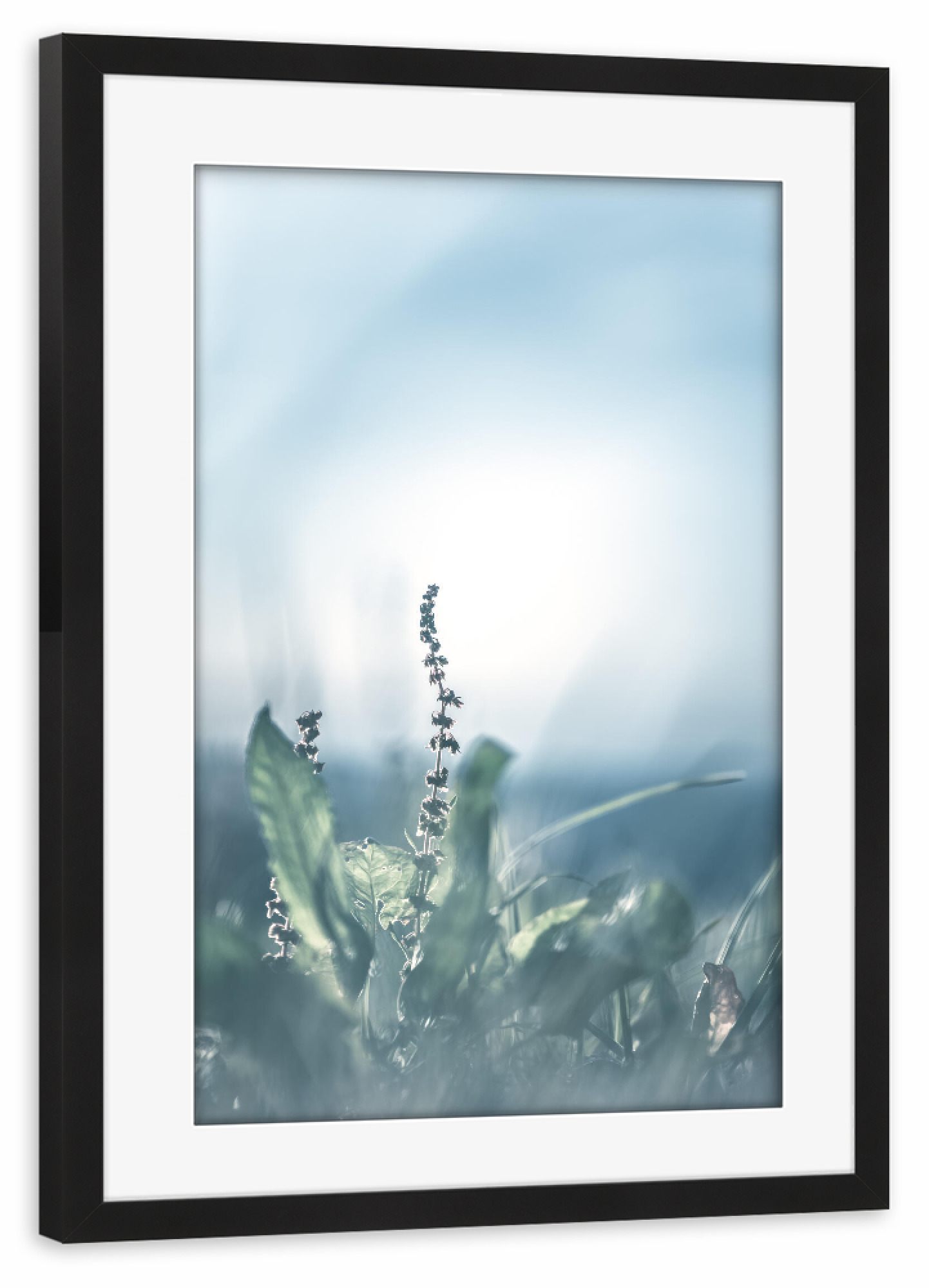 Poster mit Rahmen schwarz "Sauerampfer" artboxONE - Natur,Floral - Sauerampfer,Floral,Gegenlicht,Wiese,Nahaufnahme,Closeup,Plant,Pflanze,Green