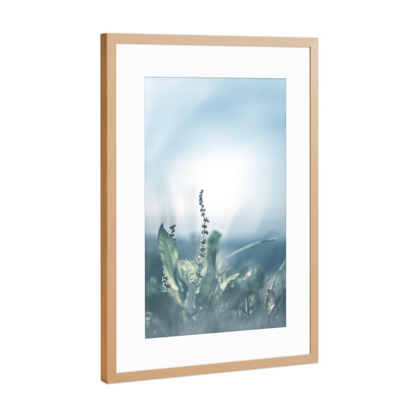 Poster mit Rahmen Kupfer "Sauerampfer" artboxONE - Natur,Floral - Sauerampfer,Floral,Gegenlicht,Wiese,Nahaufnahme,Closeup,Plant,Pflanze,Green