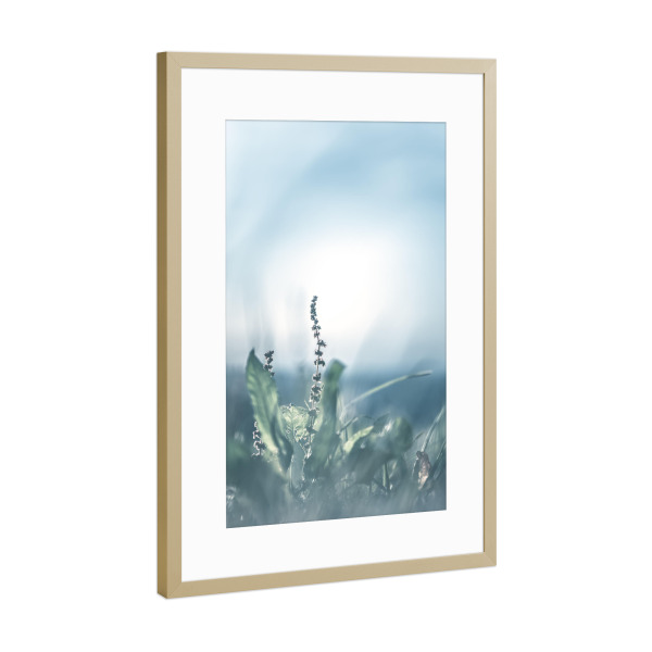 Poster mit Rahmen Gold "Sauerampfer" artboxONE - Natur,Floral - Sauerampfer,Floral,Gegenlicht,Wiese,Nahaufnahme,Closeup,Plant,Pflanze,Green
