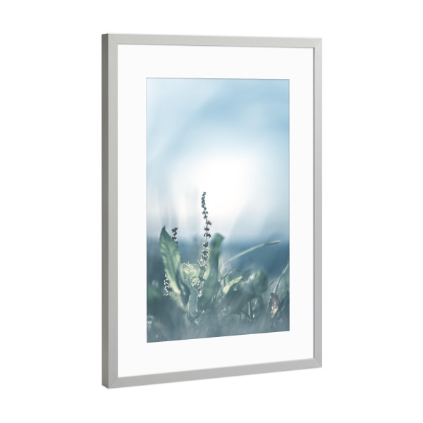 Poster mit Rahmen Silber "Sauerampfer" artboxONE - Natur,Floral - Sauerampfer,Floral,Gegenlicht,Wiese,Nahaufnahme,Closeup,Plant,Pflanze,Green