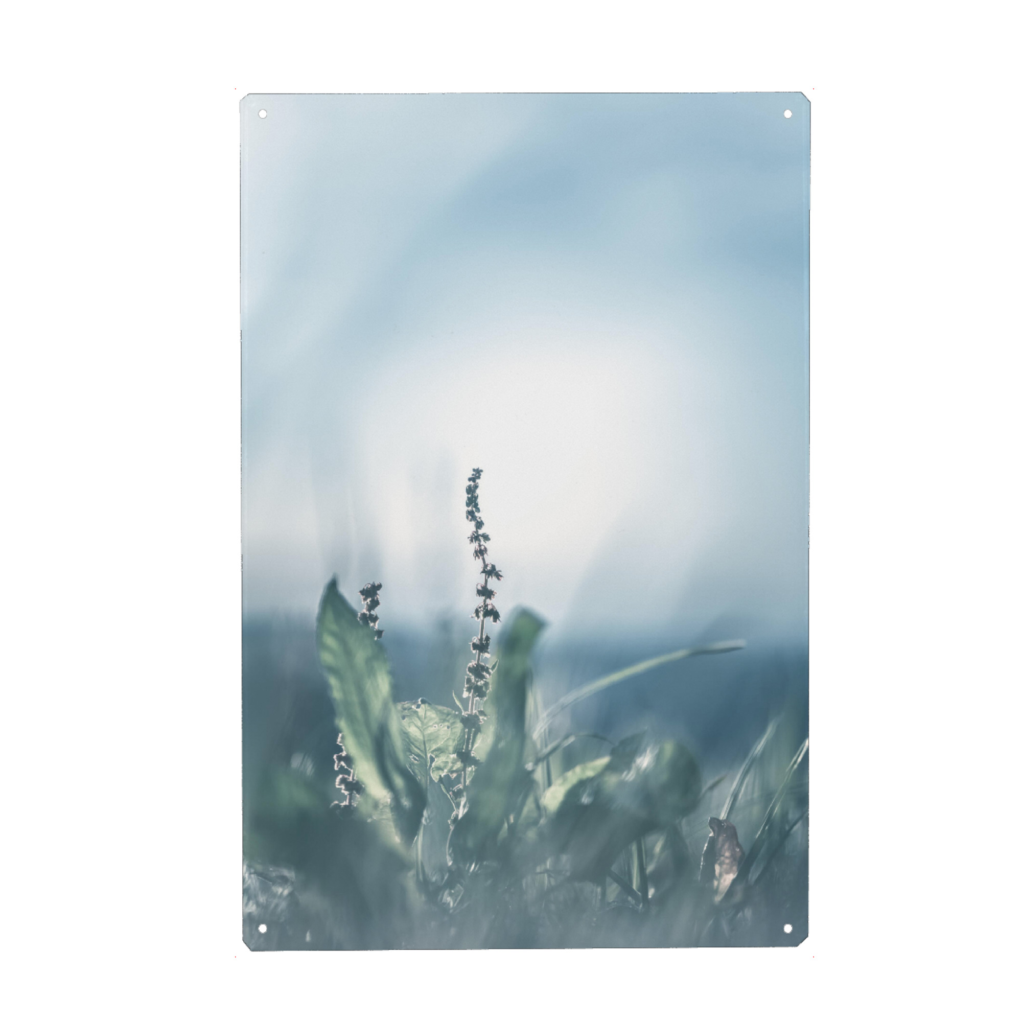 Holzbild "Sauerampfer" artboxONE - Natur,Floral - Sauerampfer,Floral,Gegenlicht,Wiese,Nahaufnahme,Closeup,Plant,Pflanze,Green