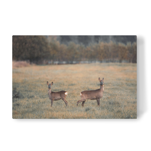 Leinwandbild "Animal Friends" artboxONE - Natur,Tiere - Reh,Wildlife,Tiere,Wildtiere,Rehe,Nature,Allgäu,Bayern,Natur,Landschaft,Landscape,Wild,Deer