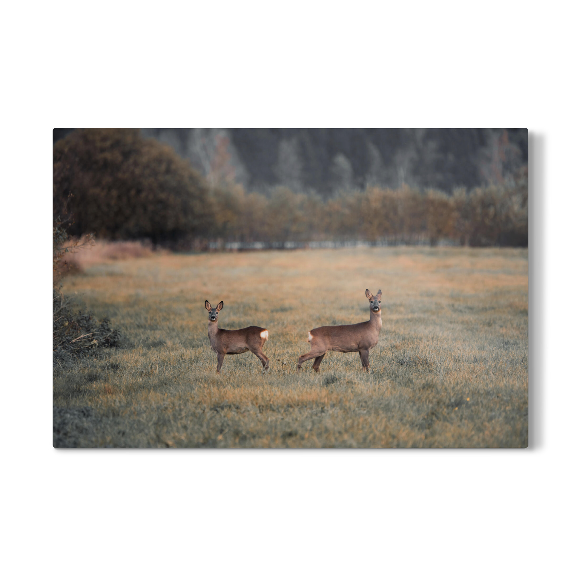 Galerie-Print "Animal Friends" 75x50 cm artboxONE