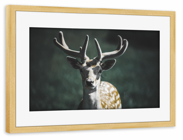 Poster mit Rahmen kiefer "Das Reh" artboxONE - Natur,Tiere - Reh,Wild,Tier,Wildlife,Natur,Wildtier,Nature,Animal,Portrait,Deer