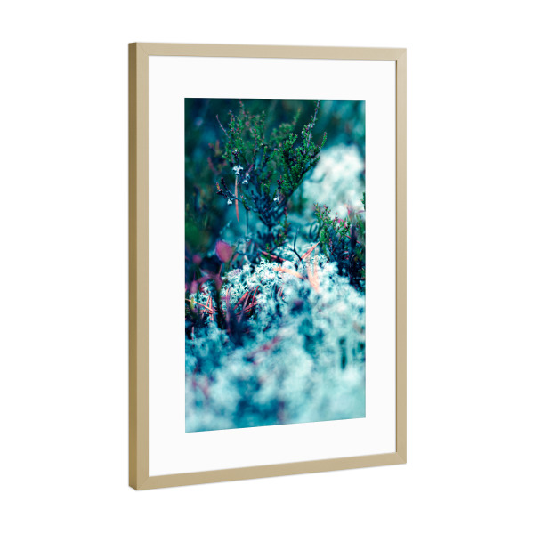 Poster mit Rahmen Gold "Waldmoos" artboxONE - Natur,Reise,Floral,Reise / Länder