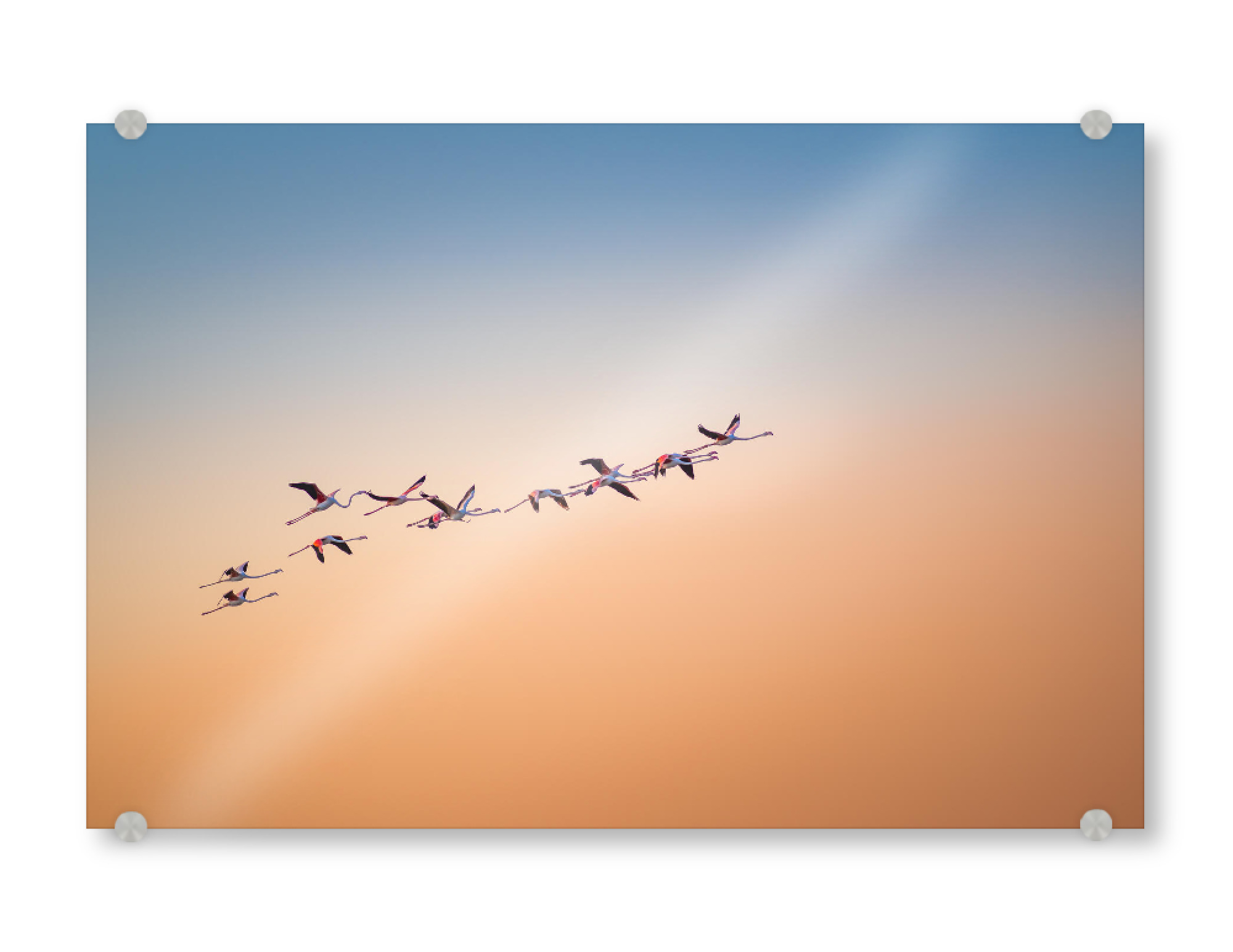 Acrylglasbild "Up and Away" artboxONE - Natur,Reise,Tiere - Flamingos,Oman,Himmel,Natur,Flug,Reise,Animals,Tiere,Birds,Vögel,Flying,Sun,Sonne