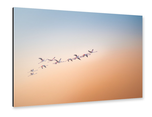 Alu-Dibond "Up and Away" 30x20 cm artboxONE