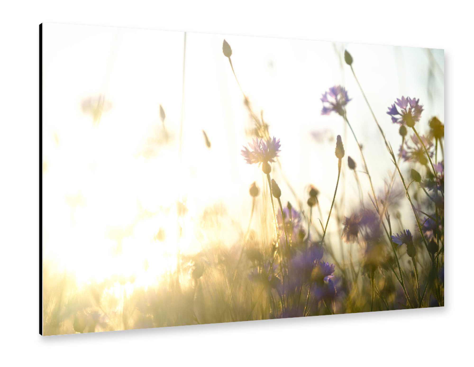 Alu-Dibond "Dreamy flower bokeh" 75x50 cm artboxONE