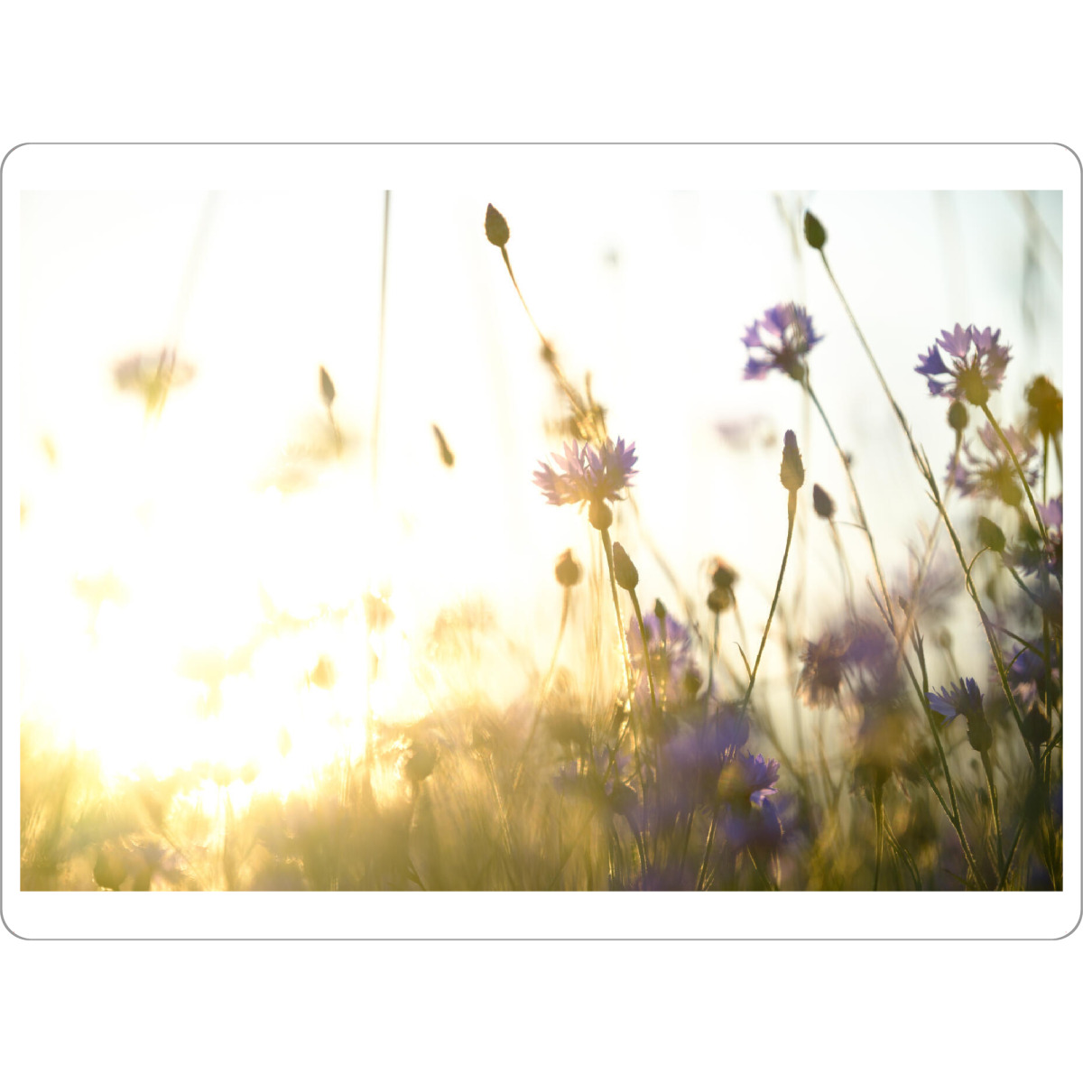 Tischset "Dreamy flower bokeh" artboxONE - Natur,Floral