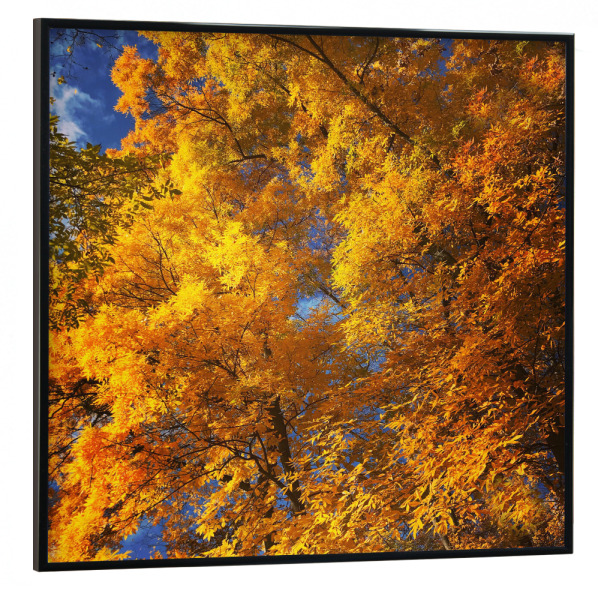 Poster mit schwarzem Rahmen 30x30 cm "Herbstliebe" artboxONE - Städte,Städte / Berlin,Natur - Herbst,Autumn,Natur,Nature,Leaves,Blätter
