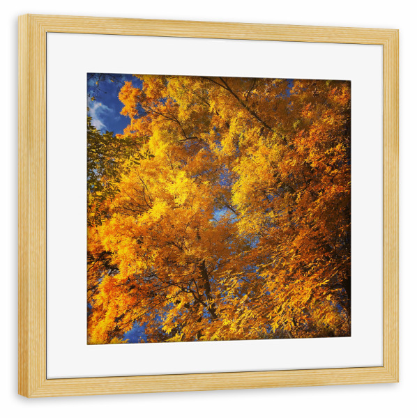 Poster mit Rahmen kiefer "Herbstliebe" artboxONE - Städte,Städte / Berlin,Natur - Herbst,Autumn,Natur,Nature,Leaves,Blätter