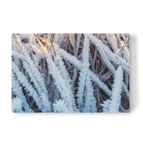 Leinwandbild "Vereistes Schilf" artboxONE - Natur