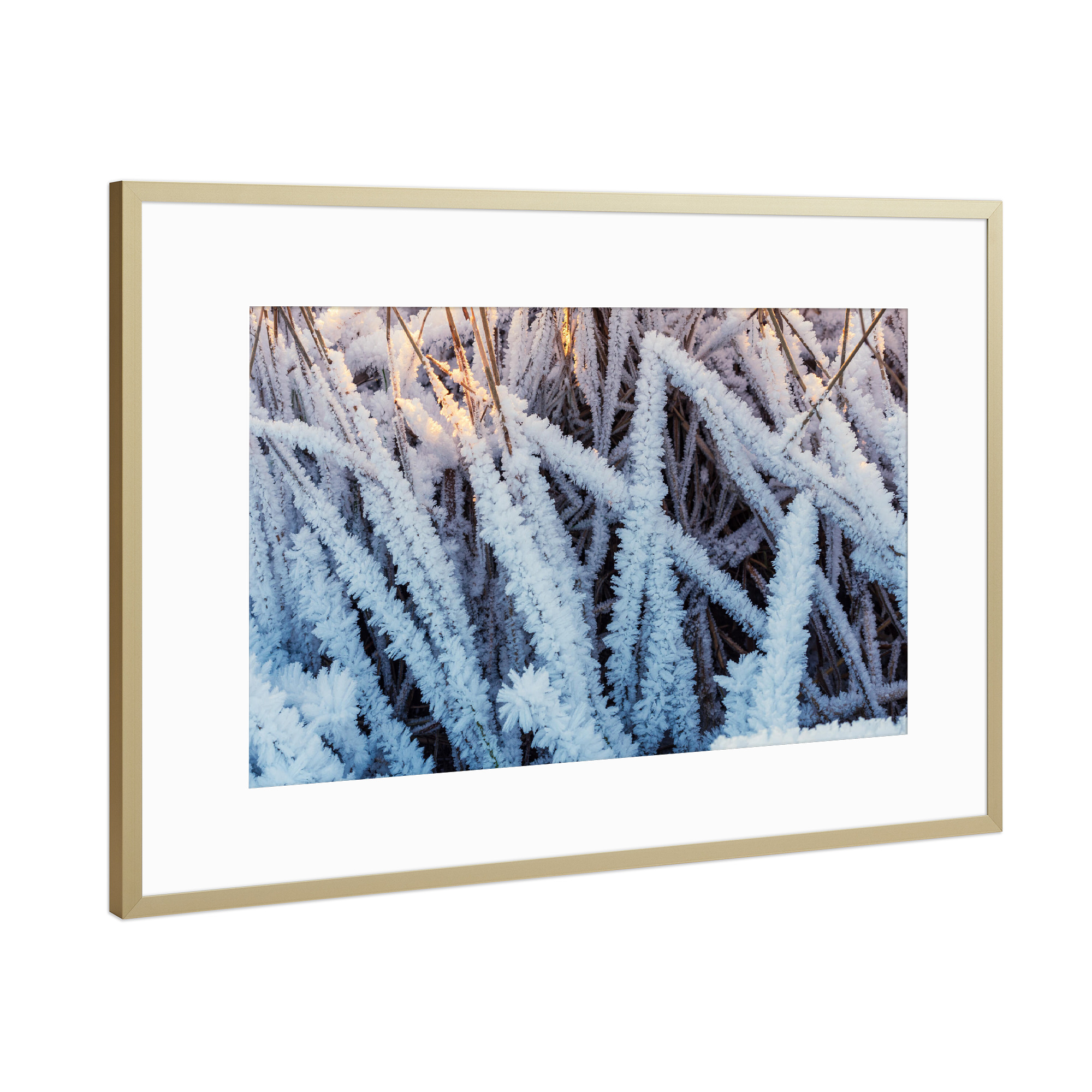 Poster mit Rahmen Gold "Vereistes Schilf" artboxONE - Natur