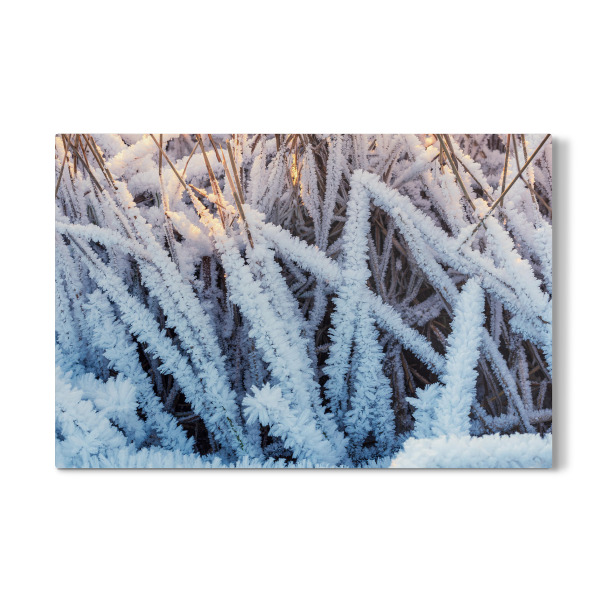 Galerie-Print "Vereistes Schilf" 30x20 cm artboxONE