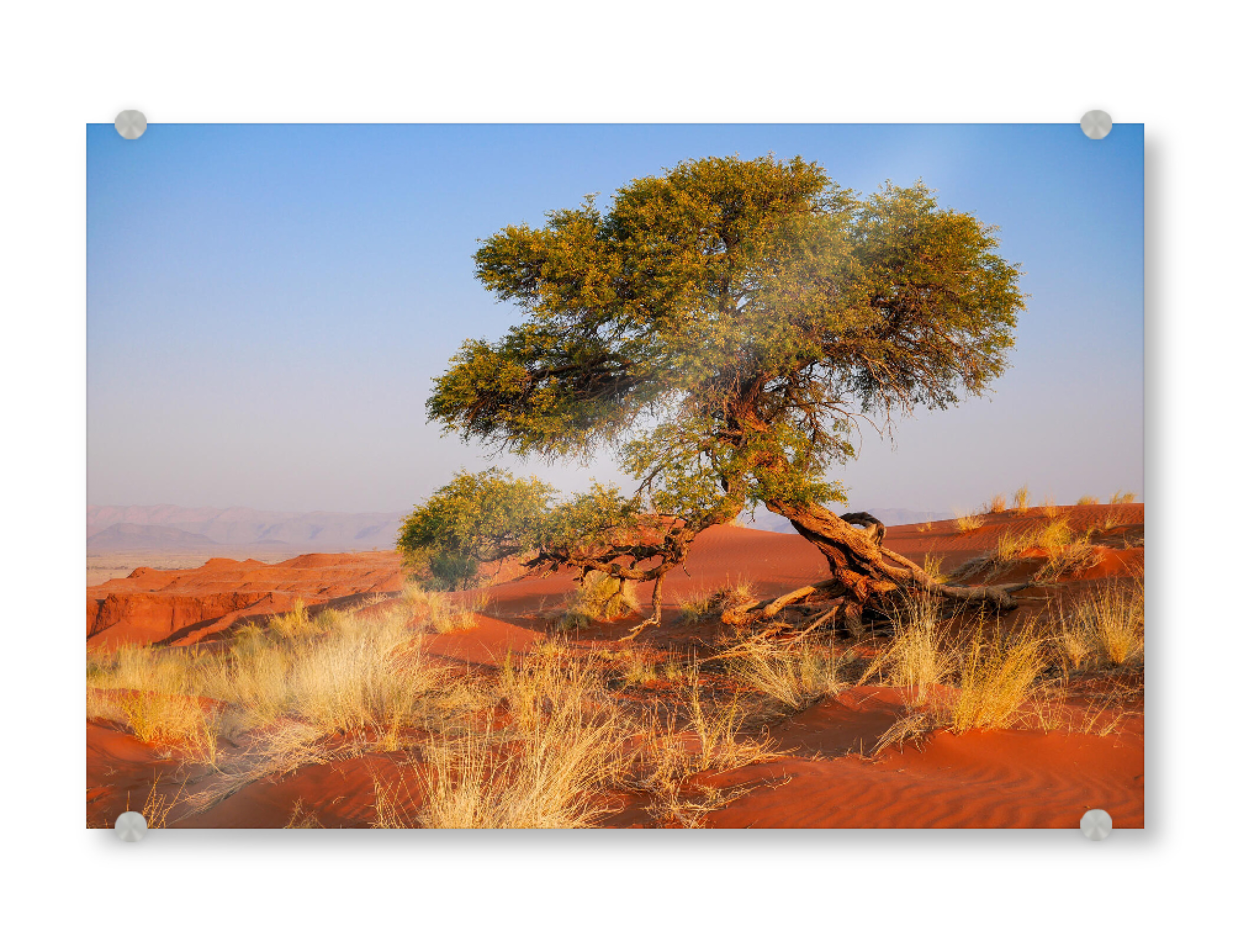 Acrylglasbild "Desert Green" artboxONE - Natur,Reise / Afrika - Wüste,Namibia,Baum,Ewigkeit,Natur,Nature,Landschaft,Landscape,Desert,Afrika,Africa