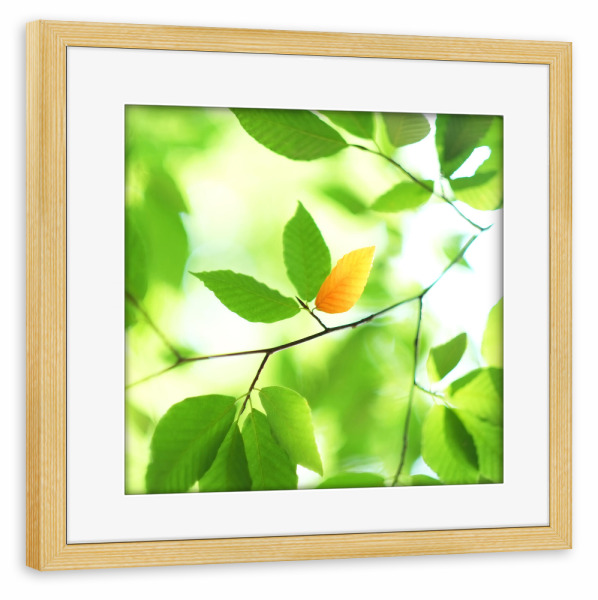 Poster mit Rahmen kiefer "Glücksblatt" artboxONE - Natur,Floral