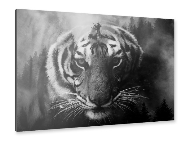Alu-Dibond "Tiger & Forest bw" 30x20 cm artboxONE