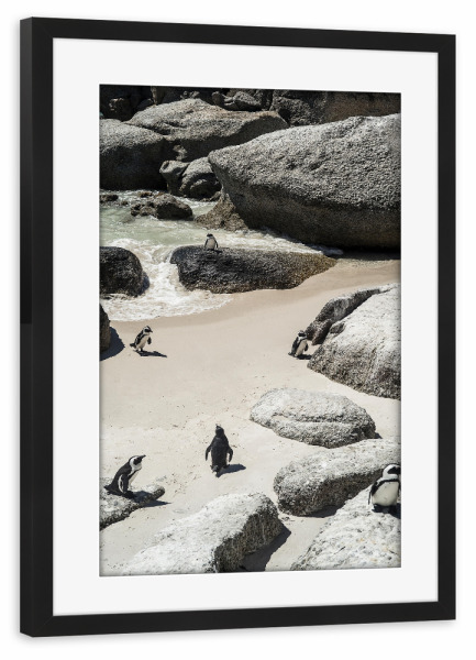 Poster mit Rahmen schwarz "Chilling Pinguins" artboxONE - Natur,Tiere
