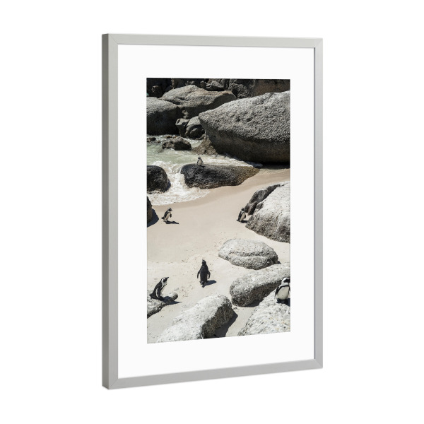 Poster mit Rahmen Silber "Chilling Pinguins" artboxONE - Natur,Tiere