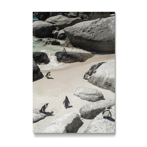 Galerie-Print "Chilling Pinguins" 30x20 cm artboxONE