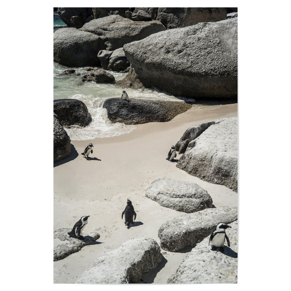 Poster "Chilling Pinguins" artboxONE - Natur,Tiere