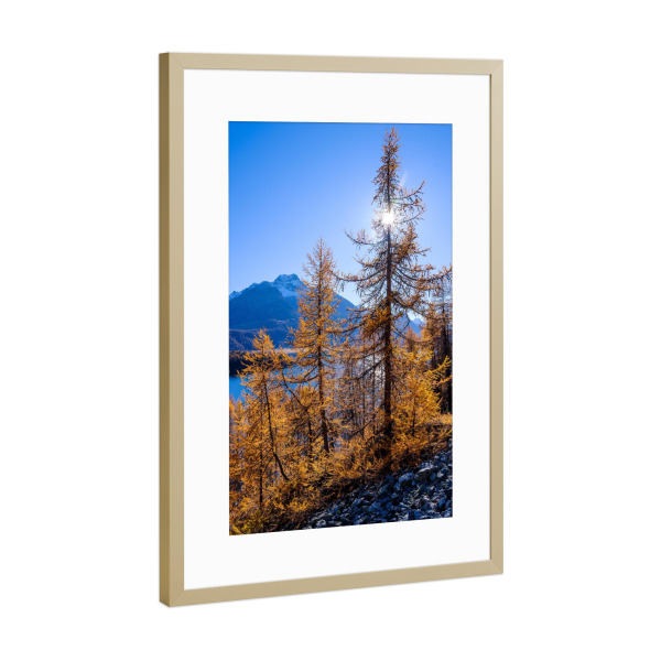Poster mit Rahmen Gold "Silsersee in fall" artboxONE - Natur,Reise