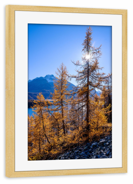 Poster mit Rahmen kiefer "Silsersee in fall" artboxONE - Natur,Reise