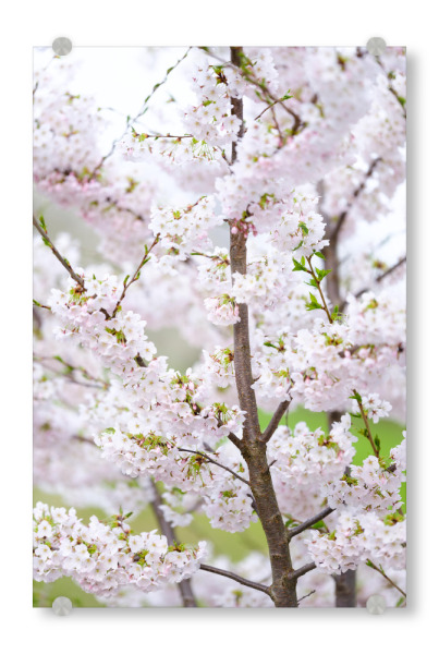 Acrylglasbild "Blooming tree detail" artboxONE - Natur,Floral