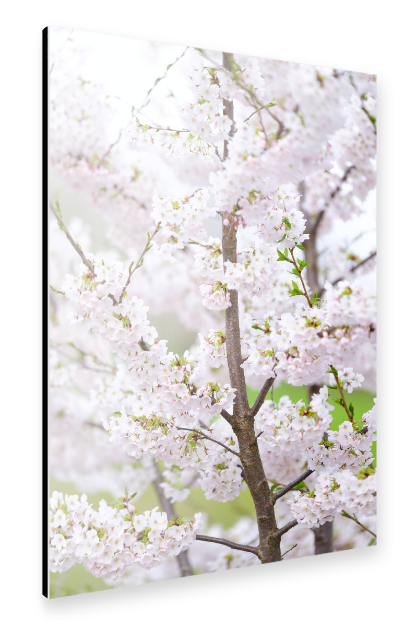 Alu-Dibond "Blooming tree detail" 30x20 cm artboxONE