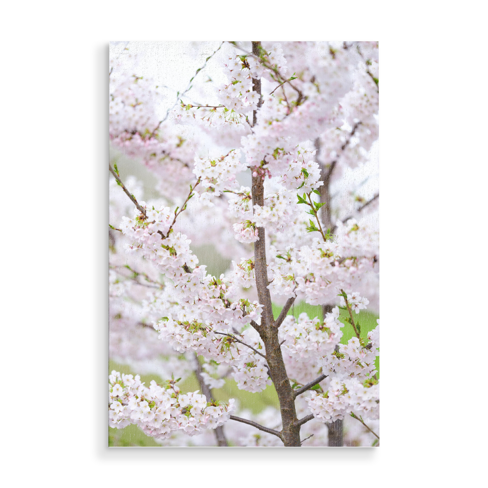 Holzbild "Blooming tree detail" artboxONE - Natur,Floral
