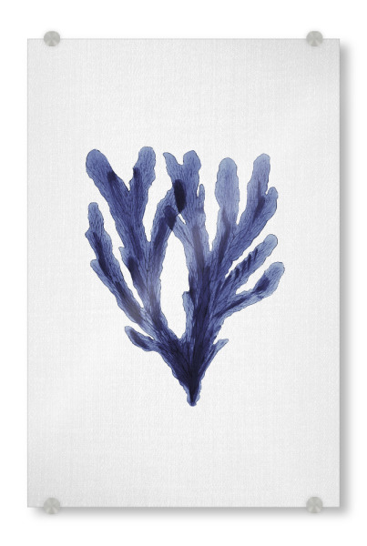 Acrylglasbild "Watercolor Seaweeds" artboxONE - Natur,Floral,Unterwasser