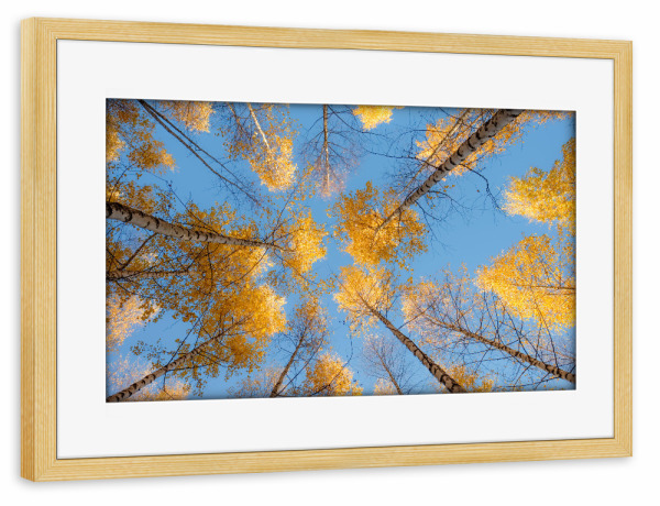 Poster mit Rahmen kiefer "Goldener Wald" artboxONE - Natur,Reise