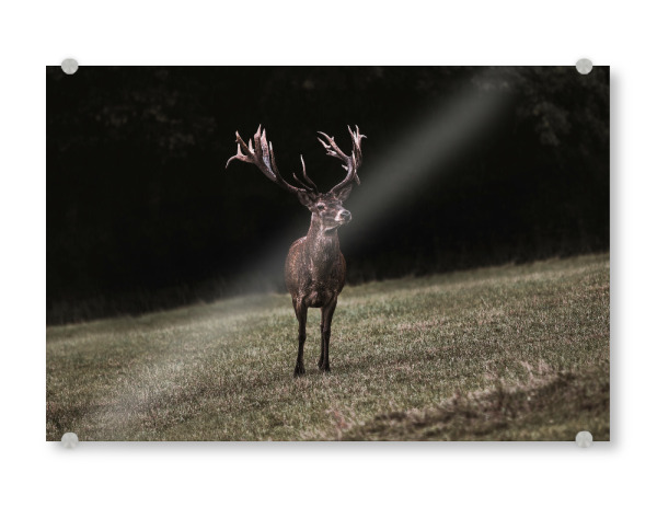 Acrylglasbild "King of the Forest" artboxONE - Natur,Tiere - Hirsch,Wald,Forest,Wildlife,Art,Deer,Antler,Wildtiere,Wild,Animal,Tier