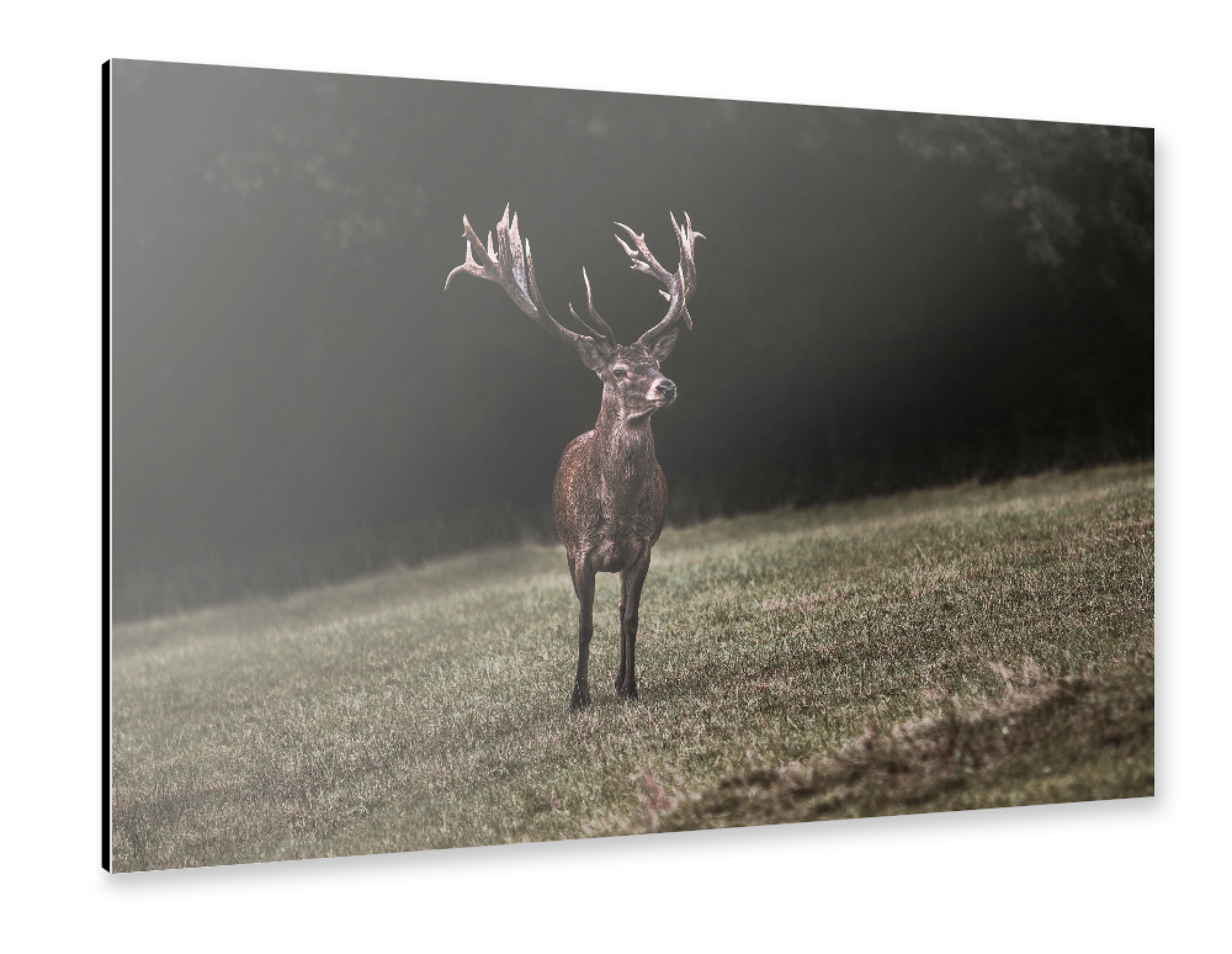 Alu-Dibond "King of the Forest" 75x50 cm artboxONE