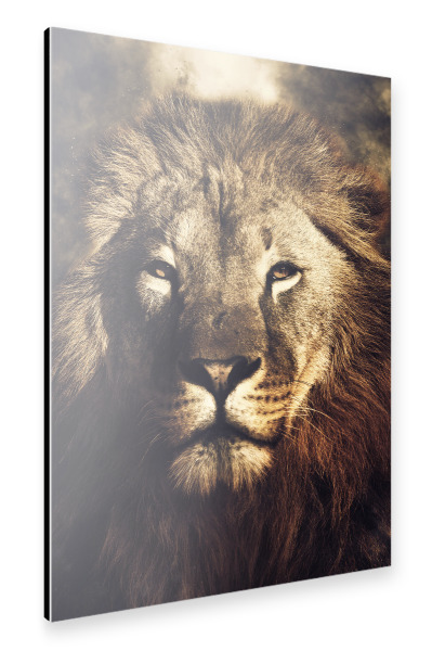 Alu-Dibond "The Lion King I" 30x20 cm artboxONE