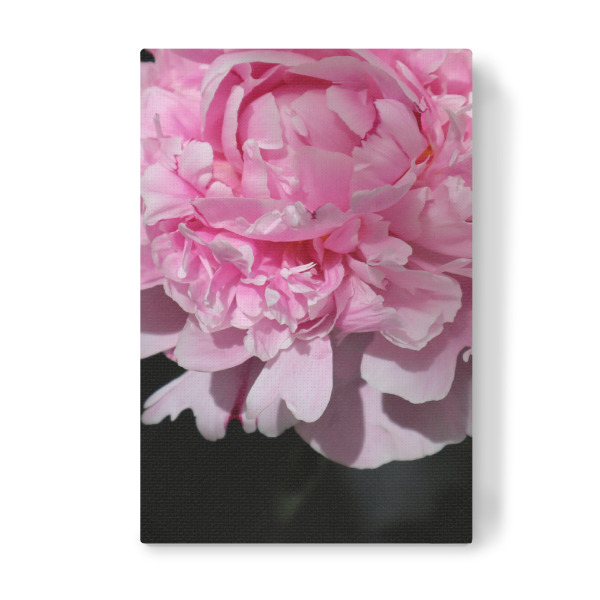 Leinwandbild "Pink peony art" artboxONE - Floral - Pink,Peony,Photography,Feminine,Black,Flower,Floral,Blume,Botanical,Nahaufnahme,Closeup,Female