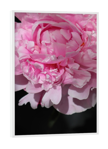 Poster mit weißem Rahmen "Pink peony art" artboxONE - Floral