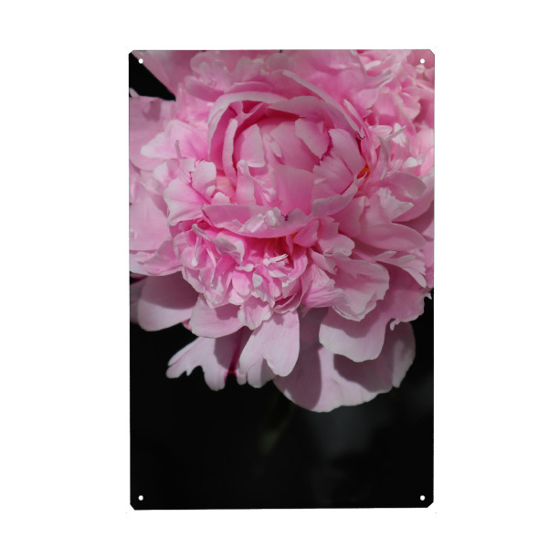 Metall Poster "Pink peony art" artboxONE - Floral - Pink,Peony,Photography,Feminine,Black,Flower,Floral,Blume,Botanical,Nahaufnahme,Closeup,Female