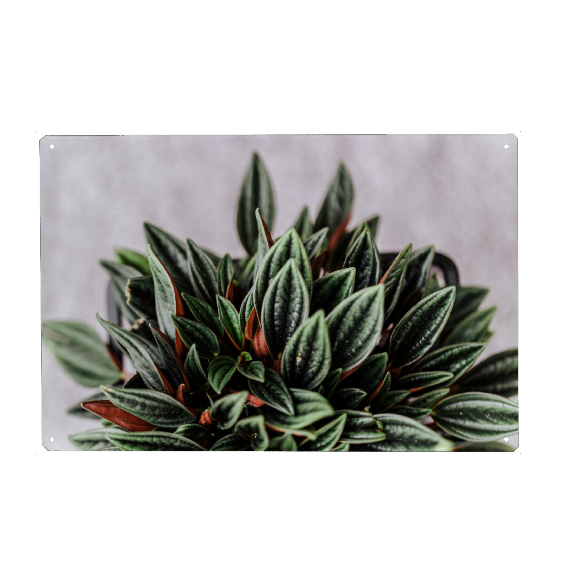Holzbild "Blattstadt" artboxONE - Natur,Floral