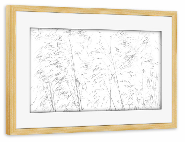 Poster mit Rahmen kiefer "Gräser im Sommerwind" artboxONE - Natur,Floral,Abstrakt,Schwarzweiß - Gräser,Natur,Abstrakt,Nature,Abstact