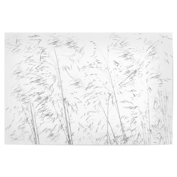 Poster "Gräser im Sommerwind" artboxONE - Natur,Floral,Abstrakt,Schwarzweiß - Gräser,Natur,Abstrakt,Nature,Abstact