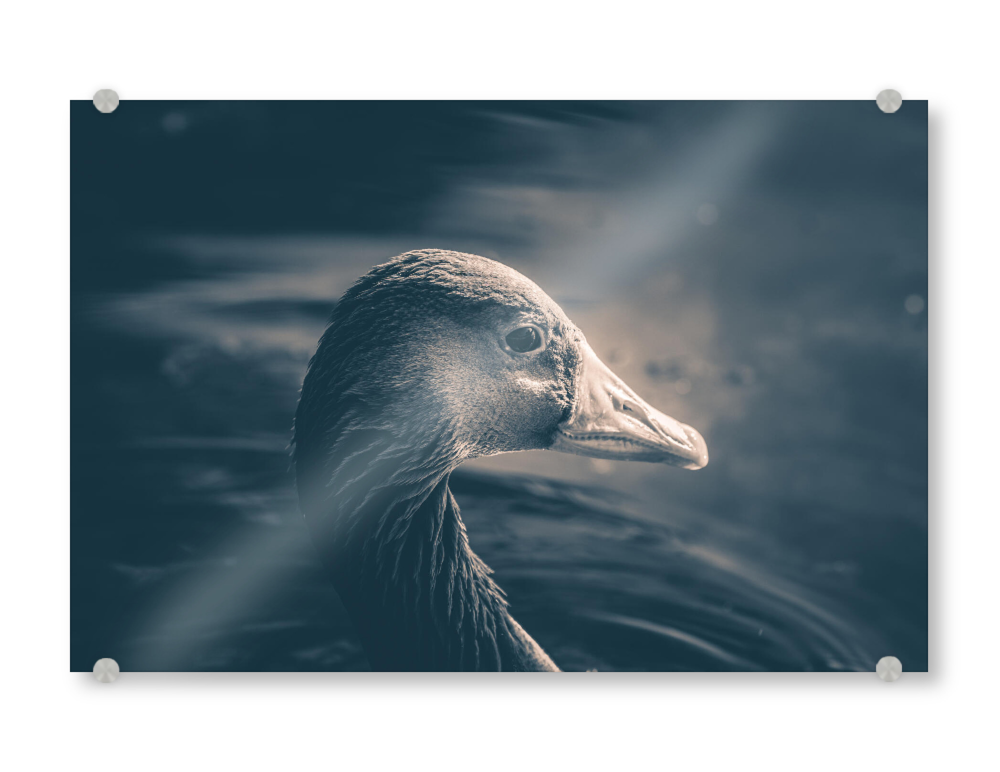Acrylglasbild "Graugans" artboxONE - Natur,Tiere - Gans,Graugans,Vogel,Wasservogel,Rheinaue,Bird,Animal,Tier,Portrait,Nahaufnahme,Closeup