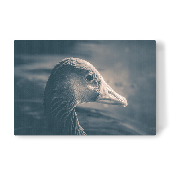 Leinwandbild "Graugans" artboxONE - Natur,Tiere - Gans,Graugans,Vogel,Wasservogel,Rheinaue,Bird,Animal,Tier,Portrait,Nahaufnahme,Closeup