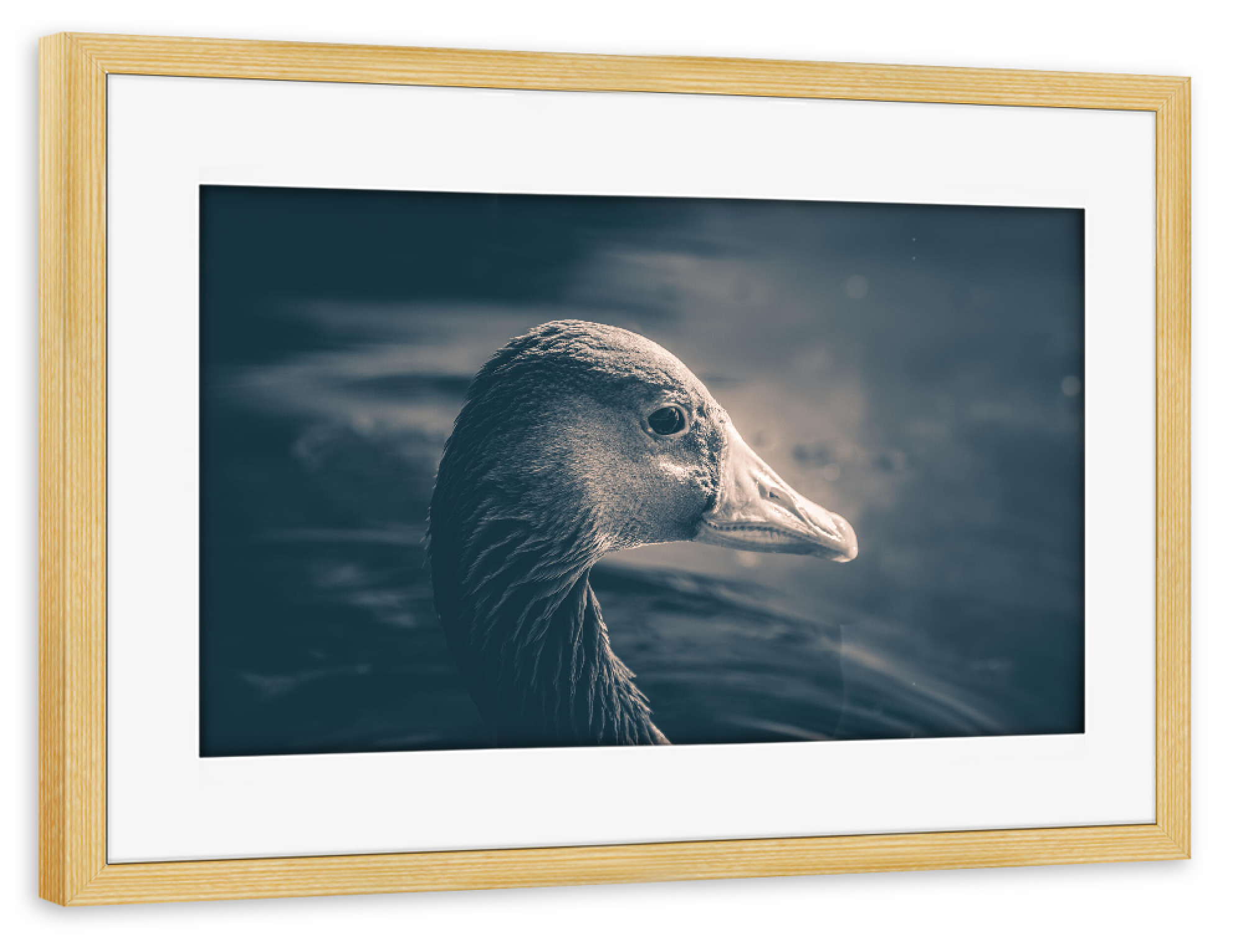 Poster mit Rahmen kiefer "Graugans" artboxONE - Natur,Tiere - Gans,Graugans,Vogel,Wasservogel,Rheinaue,Bird,Animal,Tier,Portrait,Nahaufnahme,Closeup